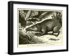 Tanrec, or Trandraka-null-Framed Giclee Print