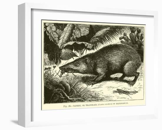 Tanrec, or Trandraka-null-Framed Giclee Print