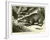 Tanrec, or Trandraka-null-Framed Giclee Print