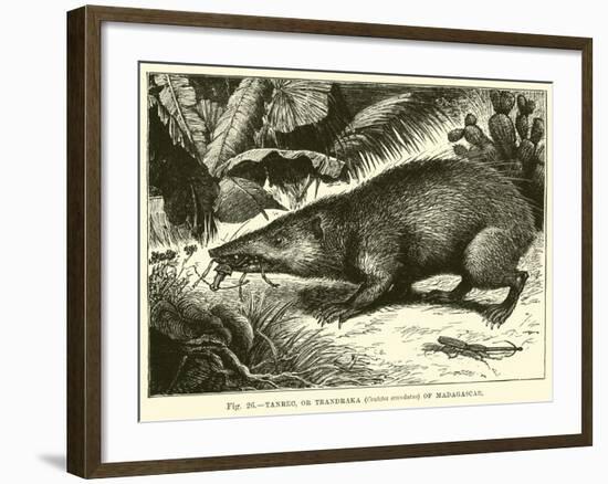 Tanrec, or Trandraka-null-Framed Giclee Print