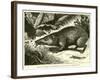 Tanrec, or Trandraka-null-Framed Giclee Print