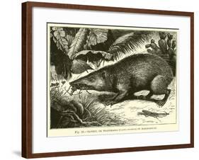 Tanrec, or Trandraka-null-Framed Giclee Print