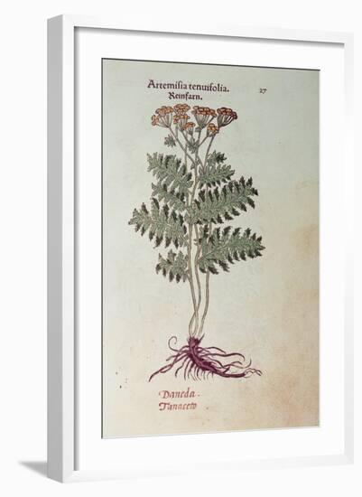 Tansy: from "Labliche Abbildung"-L. Fuchs-Framed Giclee Print