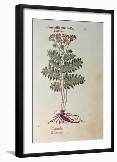 Tansy: from "Labliche Abbildung"-L. Fuchs-Framed Giclee Print