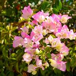 Branch with Pink Flowers Square Format-Tanya Ru-Laminated Photographic Print