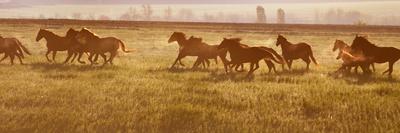 A Herd of Horses at Sunrise.-Tanya Yurkovska-Framed Photographic Print