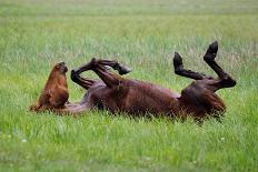 Horse Swings in the Grass-Tanya Yurkovska-Stretched Canvas