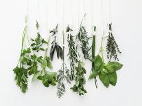 Various Fresh Herbs Hanging Up-Tanya Zouev-Stretched Canvas