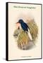 Tanysiptera Carolinae - Blue-Breatsed Kingfisher-John Gould-Framed Stretched Canvas