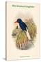 Tanysiptera Carolinae - Blue-Breatsed Kingfisher-John Gould-Stretched Canvas