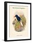 Tanysiptera Carolinae - Blue-Breatsed Kingfisher-John Gould-Framed Art Print