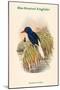 Tanysiptera Carolinae - Blue-Breatsed Kingfisher-John Gould-Mounted Art Print