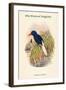 Tanysiptera Carolinae - Blue-Breatsed Kingfisher-John Gould-Framed Art Print