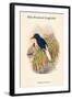 Tanysiptera Carolinae - Blue-Breatsed Kingfisher-John Gould-Framed Art Print