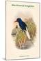 Tanysiptera Carolinae - Blue-Breatsed Kingfisher-John Gould-Mounted Art Print