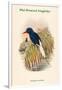 Tanysiptera Carolinae - Blue-Breatsed Kingfisher-John Gould-Framed Art Print