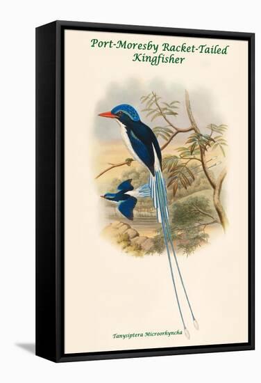 Tanysiptera Microorhyncha - Port-Moresby Racket-Tailed Kingfisher-John Gould-Framed Stretched Canvas