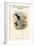 Tanysiptera Microorhyncha - Port-Moresby Racket-Tailed Kingfisher-John Gould-Framed Art Print
