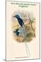 Tanysiptera Microorhyncha - Port-Moresby Racket-Tailed Kingfisher-John Gould-Mounted Art Print