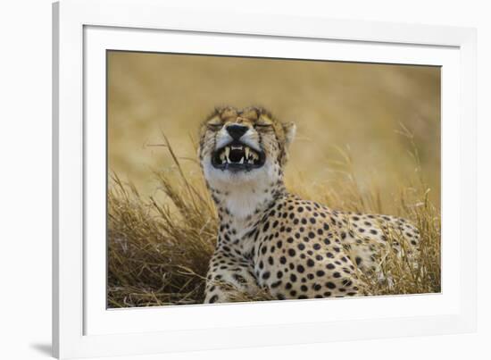 Tanzania, Africa. Cheetah yawning after hunt on the plains of the Serengeti National Park-Ralph H. Bendjebar-Framed Photographic Print