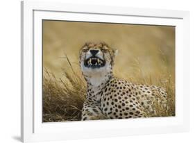Tanzania, Africa. Cheetah yawning after hunt on the plains of the Serengeti National Park-Ralph H. Bendjebar-Framed Photographic Print