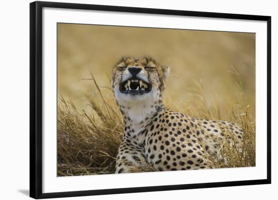 Tanzania, Africa. Cheetah yawning after hunt on the plains of the Serengeti National Park-Ralph H. Bendjebar-Framed Photographic Print