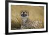 Tanzania, Africa. Cheetah yawning after hunt on the plains of the Serengeti National Park-Ralph H. Bendjebar-Framed Photographic Print