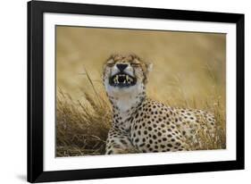 Tanzania, Africa. Cheetah yawning after hunt on the plains of the Serengeti National Park-Ralph H. Bendjebar-Framed Photographic Print