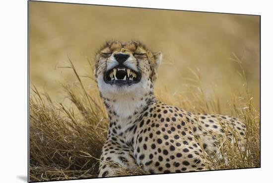 Tanzania, Africa. Cheetah yawning after hunt on the plains of the Serengeti National Park-Ralph H. Bendjebar-Mounted Photographic Print