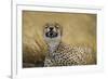 Tanzania, Africa. Cheetah yawning after hunt on the plains of the Serengeti National Park-Ralph H. Bendjebar-Framed Photographic Print