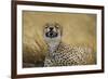 Tanzania, Africa. Cheetah yawning after hunt on the plains of the Serengeti National Park-Ralph H. Bendjebar-Framed Photographic Print