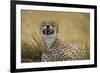 Tanzania, Africa. Cheetah yawning after hunt on the plains of the Serengeti National Park-Ralph H. Bendjebar-Framed Photographic Print