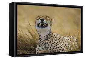 Tanzania, Africa. Cheetah yawning after hunt on the plains of the Serengeti National Park-Ralph H. Bendjebar-Framed Stretched Canvas