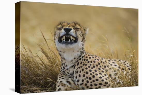 Tanzania, Africa. Cheetah yawning after hunt on the plains of the Serengeti National Park-Ralph H. Bendjebar-Stretched Canvas