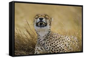 Tanzania, Africa. Cheetah yawning after hunt on the plains of the Serengeti National Park-Ralph H. Bendjebar-Framed Stretched Canvas