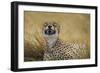 Tanzania, Africa. Cheetah yawning after hunt on the plains of the Serengeti National Park-Ralph H. Bendjebar-Framed Photographic Print