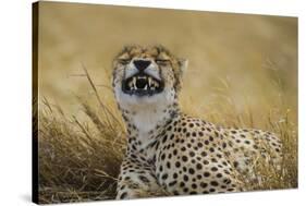 Tanzania, Africa. Cheetah yawning after hunt on the plains of the Serengeti National Park-Ralph H. Bendjebar-Stretched Canvas