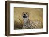 Tanzania, Africa. Cheetah yawning after hunt on the plains of the Serengeti National Park-Ralph H. Bendjebar-Framed Photographic Print