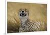 Tanzania, Africa. Cheetah yawning after hunt on the plains of the Serengeti National Park-Ralph H. Bendjebar-Framed Photographic Print