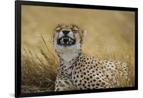 Tanzania, Africa. Cheetah yawning after hunt on the plains of the Serengeti National Park-Ralph H. Bendjebar-Framed Photographic Print