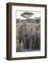 Tanzania, Africa. Mother African Elephant an young.-Karen Ann Sullivan-Framed Photographic Print