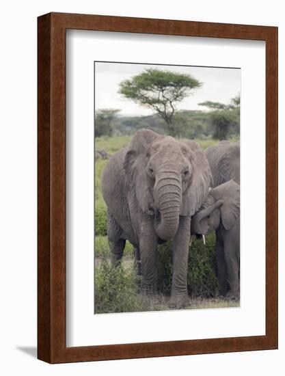 Tanzania, Africa. Mother African Elephant an young.-Karen Ann Sullivan-Framed Photographic Print