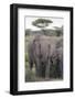 Tanzania, Africa. Mother African Elephant an young.-Karen Ann Sullivan-Framed Photographic Print