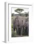 Tanzania, Africa. Mother African Elephant an young.-Karen Ann Sullivan-Framed Photographic Print