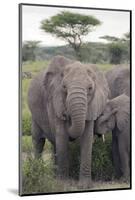 Tanzania, Africa. Mother African Elephant an young.-Karen Ann Sullivan-Mounted Photographic Print