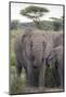 Tanzania, Africa. Mother African Elephant an young.-Karen Ann Sullivan-Mounted Photographic Print