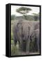 Tanzania, Africa. Mother African Elephant an young.-Karen Ann Sullivan-Framed Stretched Canvas