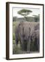 Tanzania, Africa. Mother African Elephant an young.-Karen Ann Sullivan-Framed Photographic Print