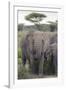 Tanzania, Africa. Mother African Elephant an young.-Karen Ann Sullivan-Framed Photographic Print