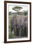 Tanzania, Africa. Mother African Elephant an young.-Karen Ann Sullivan-Framed Photographic Print